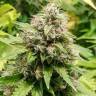 Train Wreck feminised Green House Seeds Train Wreck feminised Green House Seeds