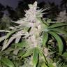 Fast Russian Purple feminised Breeders Community Seeds Fast Russian Purple feminised Breeders Community Seeds