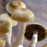 споры галлюциногенных грибов McKennaii споры галлюциногенных грибов McKennaii