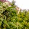 заказ семян конопли Москва CBD Caramel regular Barneys Farm заказ семян конопли Москва CBD Caramel regular Barneys Farm