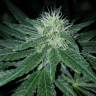 заказать качественные семена конопли Pineapple Kush feminised Royal Queen заказать качественные семена конопли Pineapple Kush feminised Royal Queen