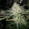 где можно заказать семена конопли Pineapple Kush feminised Royal Queen где можно заказать семена конопли Pineapple Kush feminised Royal Queen