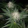 хорошие семена конопли Pineapple Kush feminised Royal Queen хорошие семена конопли Pineapple Kush feminised Royal Queen