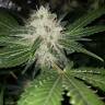 конопля семена сорта заказать Pineapple Kush feminised Royal Queen конопля семена сорта заказать Pineapple Kush feminised Royal Queen