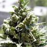 семена конопли курьером Crystal Candy feminised Sweet Seeds семена конопли курьером Crystal Candy feminised Sweet Seeds