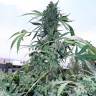 семена конопли для курения Crystal Candy feminised Sweet Seeds семена конопли для курения Crystal Candy feminised Sweet Seeds