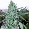 семена конопли медицинской Crystal Candy feminised Sweet Seeds семена конопли медицинской Crystal Candy feminised Sweet Seeds