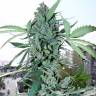 семена конопли для выращивания Crystal Candy feminised Sweet Seeds семена конопли для выращивания Crystal Candy feminised Sweet Seeds
