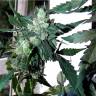 семена конопли марихуаны Crystal Candy feminised Sweet Seeds семена конопли марихуаны Crystal Candy feminised Sweet Seeds