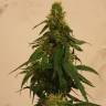 Семена каннабиса Gelato feminised Ganja Seeds Семена каннабиса Gelato feminised Ganja Seeds