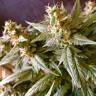 Семена марихуаны купить Auto Jack feminised GanjaLiveSeeds Семена марихуаны купить Auto Jack feminised GanjaLiveSeeds