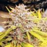 интернет магазин семян конопли Auto Fat Banana feminised Ganja Seeds интернет магазин семян конопли Auto Fat Banana feminised Ganja Seeds