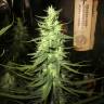 Desfran feminised Dutch Passion Seeds Desfran feminised Dutch Passion Seeds