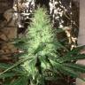 купить в России Auto Critical Cheese feminised купить в России Auto Critical Cheese feminised
