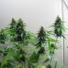 Jack Herer feminised Breeders Community Seeds