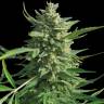 семена конопли Россия Critical Kush regular Barneys Farm семена конопли Россия Critical Kush regular Barneys Farm