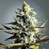 заказ семян конопли Спб Critical Kush regular Barneys Farm заказ семян конопли Спб Critical Kush regular Barneys Farm