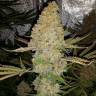 семена культурной конопли купить Critical Kush regular Barneys Farm семена культурной конопли купить Critical Kush regular Barneys Farm