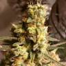 заказ семян конопли Москва Critical Kush regular Barneys Farm заказ семян конопли Москва Critical Kush regular Barneys Farm