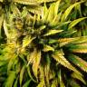 семена сортовой конопли Lemon Garlic OG feminised Humboldt Seeds семена сортовой конопли Lemon Garlic OG feminised Humboldt Seeds