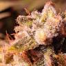 качественные семена конопли Lemon Garlic OG feminised Humboldt Seeds качественные семена конопли Lemon Garlic OG feminised Humboldt Seeds
