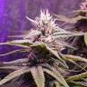 семена конопли в оригинальных упаковках Lemon Garlic OG feminised Humboldt Seeds семена конопли в оригинальных упаковках Lemon Garlic OG feminised Humboldt Seeds