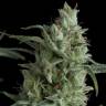 семена конопли наложенным платежом Kryptonite feminised Pyramid Seeds семена конопли наложенным платежом Kryptonite feminised Pyramid Seeds