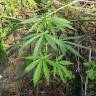 семена конопли почтой Kryptonite feminised Pyramid Seeds семена конопли почтой Kryptonite feminised Pyramid Seeds
