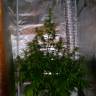 семена конопли интернет магазин Auto Jack Herer feminised семена конопли интернет магазин Auto Jack Herer feminised