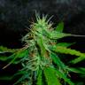 автоцветущие семена конопли Auto Jack Herer feminised автоцветущие семена конопли Auto Jack Herer feminised