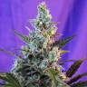 Cool Rasta feminised Ganja Seeds Cool Rasta feminised Ganja Seeds