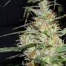 семена конопли для посадки купить K-Train feminised Green House Seeds семена конопли для посадки купить K-Train feminised Green House Seeds
