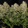 Kali Express feminised Breeders Community Seeds Kali Express feminised Breeders Community Seeds