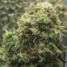 Kali Express feminised Breeders Community Seeds Kali Express feminised Breeders Community Seeds