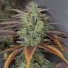 семена конопли Россия Lemon Kush Headband feminised Humboldt Seeds семена конопли Россия Lemon Kush Headband feminised Humboldt Seeds