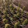 семена конопли Lemon Kush Headband feminised Humboldt Seeds семена конопли Lemon Kush Headband feminised Humboldt Seeds