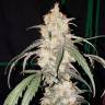 семена конопли феминизированные Auto Bubblelicious feminised Nirvana Seeds