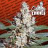 семена конопли f1 в оригинальной упаковке L.A. Amnesia feminised Paradise Seeds семена конопли f1 в оригинальной упаковке L.A. Amnesia feminised Paradise Seeds