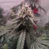 Семена каннабиса Gorilla Glue feminised Ganja Seeds Семена каннабиса Gorilla Glue feminised Ganja Seeds