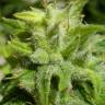Euforia feminised Dutch Passion Seeds Euforia feminised Dutch Passion Seeds