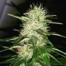 семена сортовой конопли White Jewel regular Exotic Seed семена сортовой конопли White Jewel regular Exotic Seed
