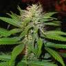 урожайные семена конопли Magic Bud feminised Paradise Seeds