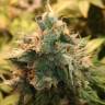 семена конопли интернет магазин Gorilla Girl feminised Sweet Seeds семена конопли интернет магазин Gorilla Girl feminised Sweet Seeds