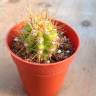 Семена кактусов Trichocereus candicans Семена кактусов Trichocereus candicans