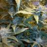 Качественные семена конопли Auto MaxiGom feminised GanjaLiveSeeds Качественные семена конопли Auto MaxiGom feminised GanjaLiveSeeds