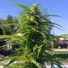 семена конопли в интернете Auto Super Bud feminised семена конопли в интернете Auto Super Bud feminised