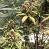 семена конопли гидропоники Auto Super Bud feminised семена конопли гидропоники Auto Super Bud feminised