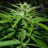семена конопли автоцвет Auto Super Bud feminised семена конопли автоцвет Auto Super Bud feminised