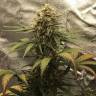 качественные семена конопли Auto Super Bud feminised качественные семена конопли Auto Super Bud feminised