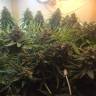 семена конопли в оригинальных упаковках Auto Super Bud feminised семена конопли в оригинальных упаковках Auto Super Bud feminised